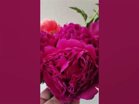 Avis Varner peony, молоді кушіг - YouTube