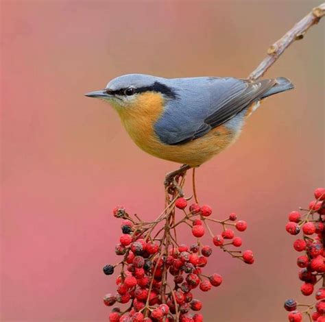 Pingl Par C A Sur P Ssaros Oiseaux Birds Photo Oiseau