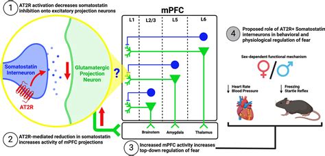 Sex Dependent Effects Of Angiotensin Type 2 ReceptorExpressing Medial Prefrontal Cortex