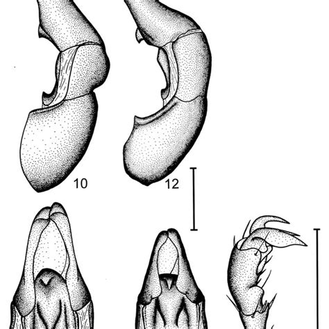 Anomala Pumilis Anomala Pumilis Syntype Borneo Sabah Syntype