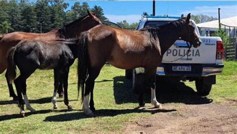 Labran Infracci N Por Tres Equinos Sueltos En La V A P Blica Diario