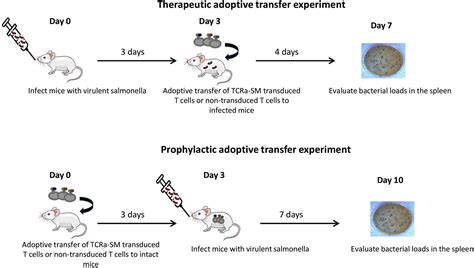 Cell Press STAR Protocols