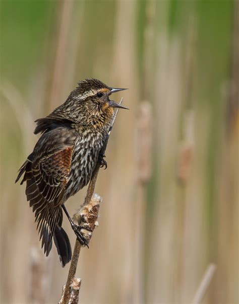 Red-winged Blackbird | Audubon Field Guide