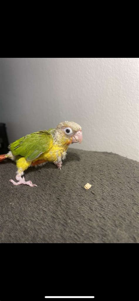 Proven Green Cheek Conure Pair