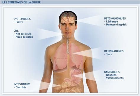 La grippe une maladie qui touche les voies respiratoires Lycée