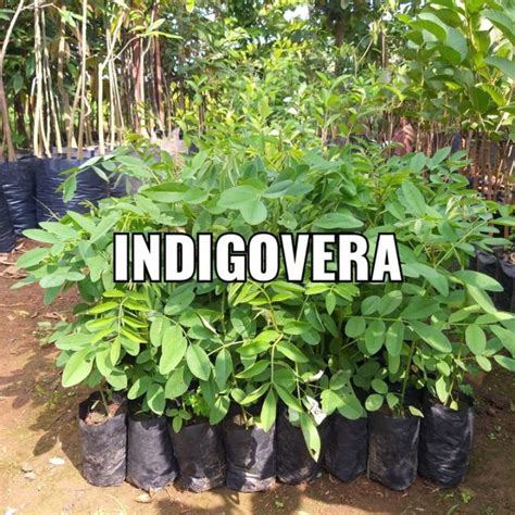 Jual Bibit Indigofera Pakan Ternak Beli Gratis Shopee Indonesia