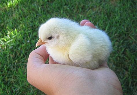 cute-baby-chicken | Baby Animal Zoo