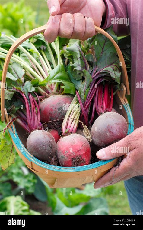 Beta Vulgaris Freshly Picked Chioggia And Boltardy Beetroot In A