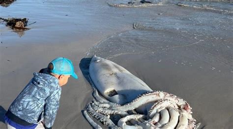 Giant Squid Washes Up On Kommetjie Beach The Daily Mirror