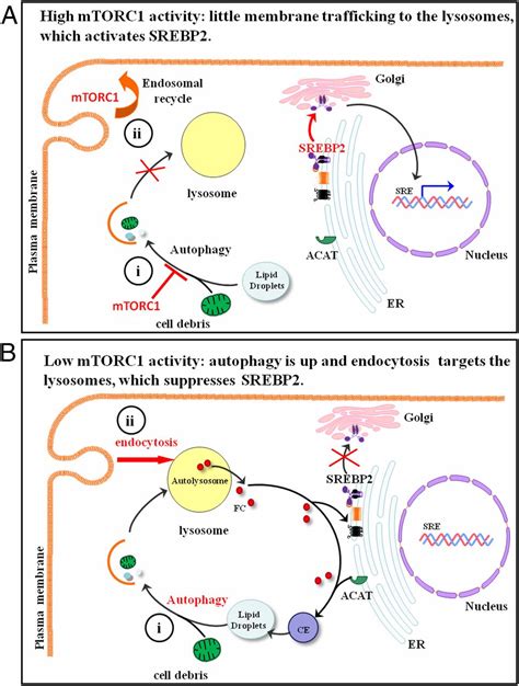 MTORC1 Activates SREBP 2 By Suppressing Cholesterol Trafficking To