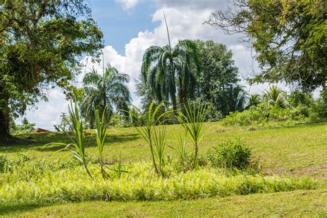 Dsc Suriname Plantages Johanna Margaretha Job De Hoop