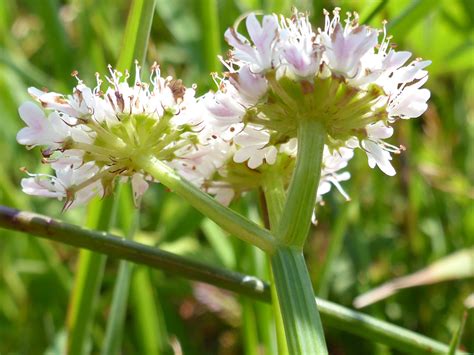 Photographs Of Oenanthe Fistulosa UK Wildflowers Thick Pedicels