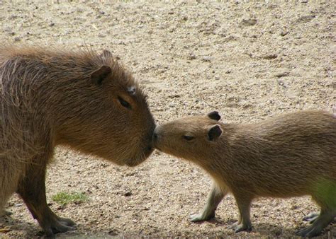 Baby Capybara Capybara