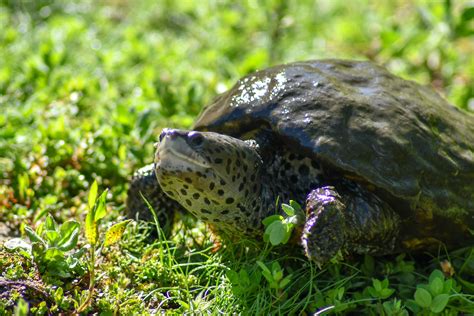 Our Residents — Turtle and Tortoise Rescue