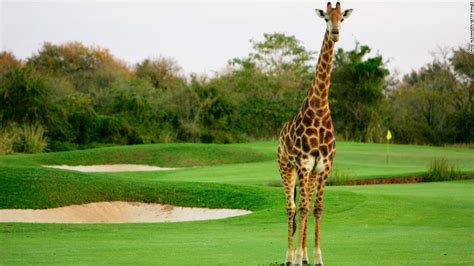 Rbc Heritage Deer And Alligator Star At Tournament Cnn