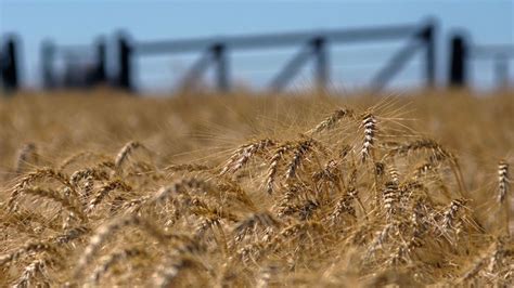 El Sector Agropecuario En Alerta Advierten Por Una Baja En La Cosecha