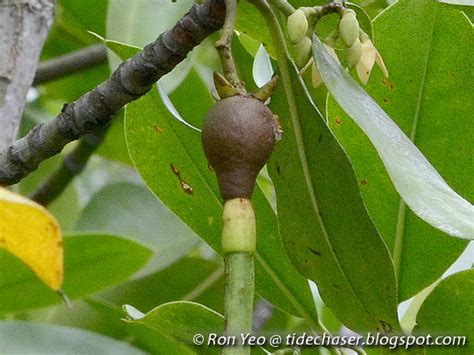 tHE tiDE cHAsER: Bakau Kurap (Rhizophora mucronata)