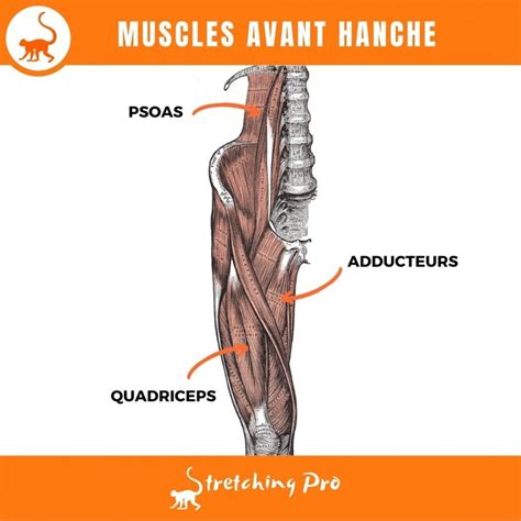 Exercices Pour Am Liorer L Ouverture De Hanche