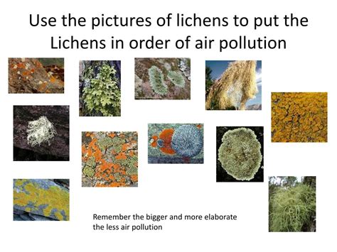 Ppt Pollution And Bio Indicators Powerpoint Presentation Free