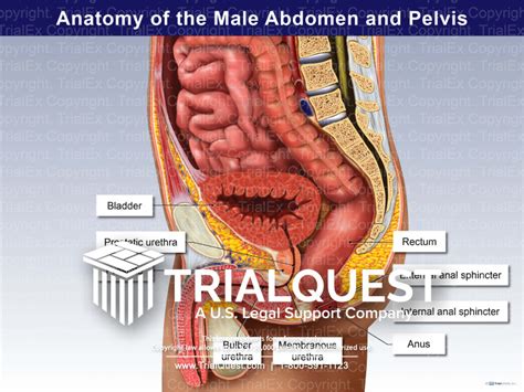 Abdomen Diagram Male