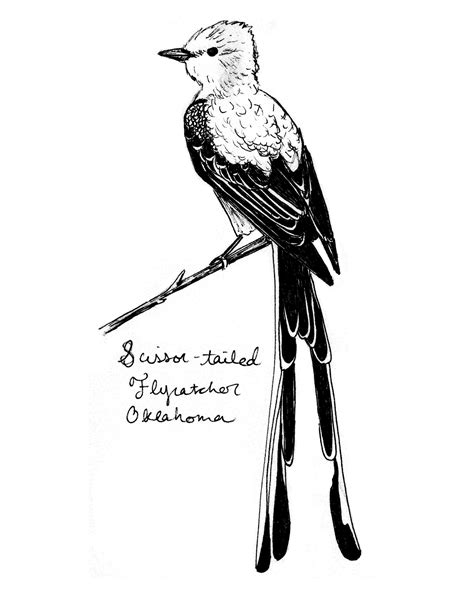 Oklahoma Scissor-Tailed Flycatcher State Bird Art Print / | Etsy