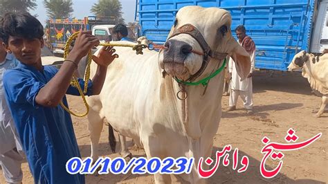 Aj Ki Surathal Sheikhwan Cow Mandi 01 10 2023 MANDIVISIT YouTube