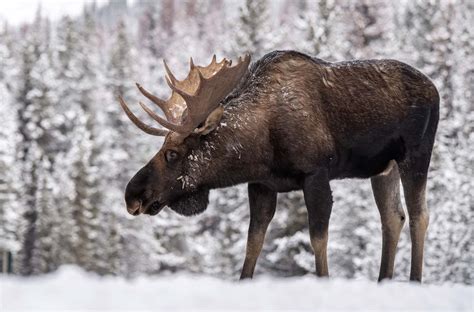 European Moose By Josh Rafin Wild Deer And Hunting Adventures