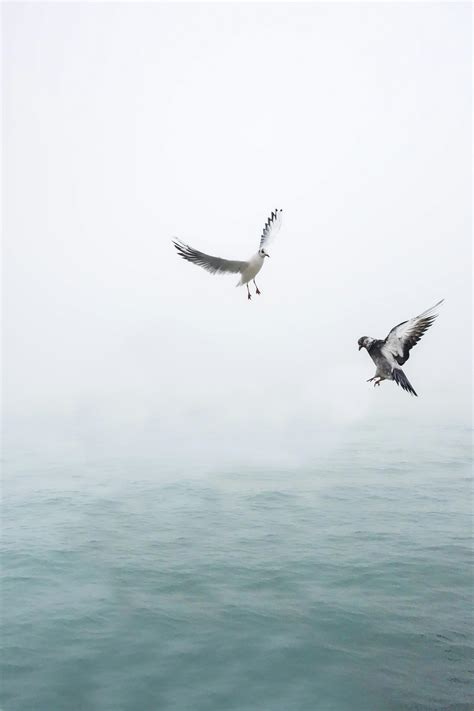 Flock of Seagulls Flying during Daytime · Free Stock Photo