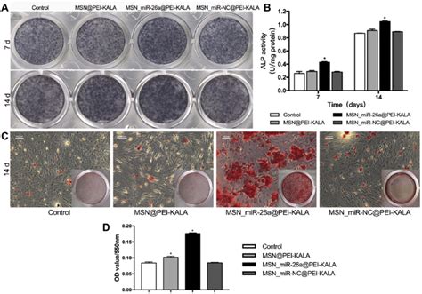 Alp Activity Of Rbmscs And Calcium Deposition Evaluation Notes A Download Scientific