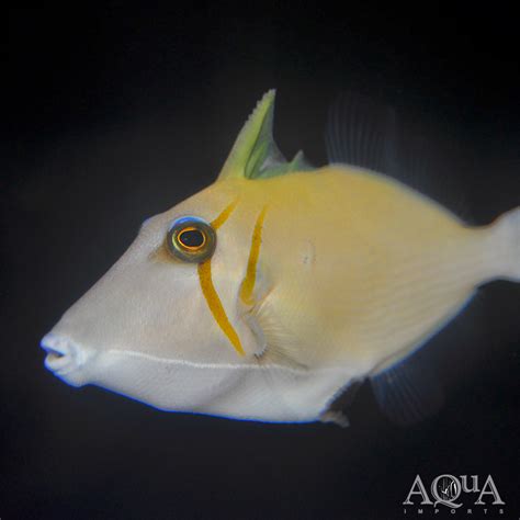 Sulfamen Triggerfish Sufflamen Bursa Aqua Imports