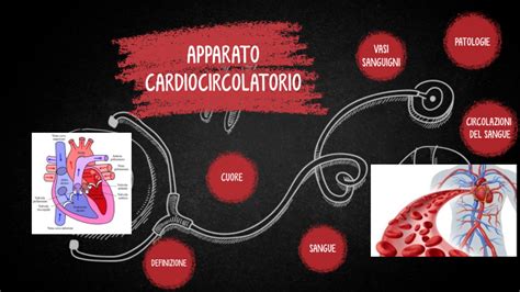 Apparato Cardiocircolatorio By Anita Luna Filopandi On Prezi