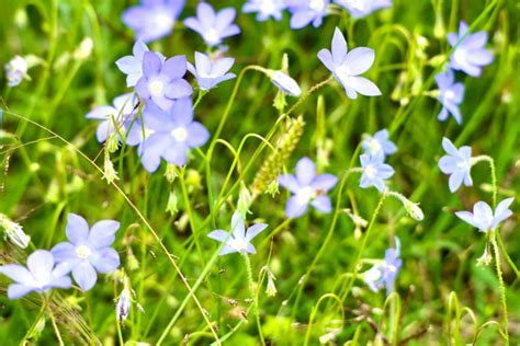 13 Impressive Australian Desert Plants | Ultimate Backyard