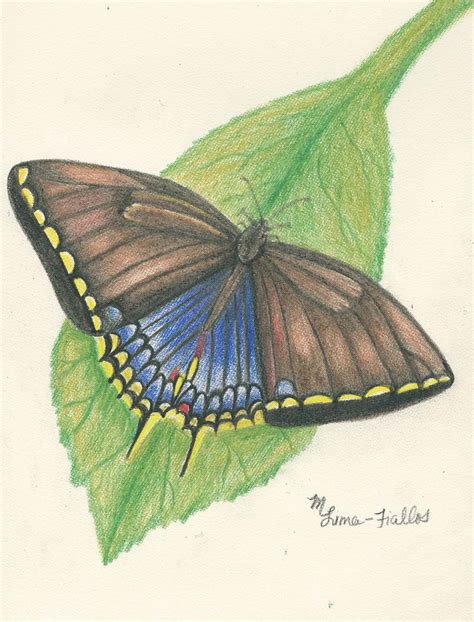 Ts Of Creation Artist Blog Colored Pencil Butterflies