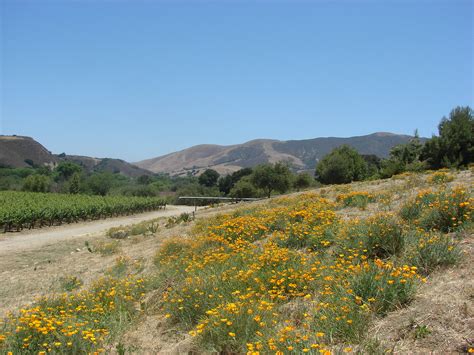 Ca Trip June At Lafond Santa Rita Hills Matt Mauldin Flickr