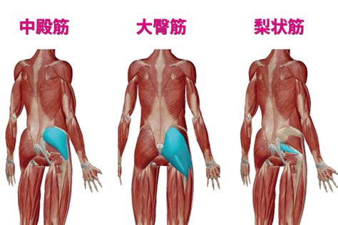 腰痛予防に！お尻・臀筋の筋膜リリース コバ ショウゴweb