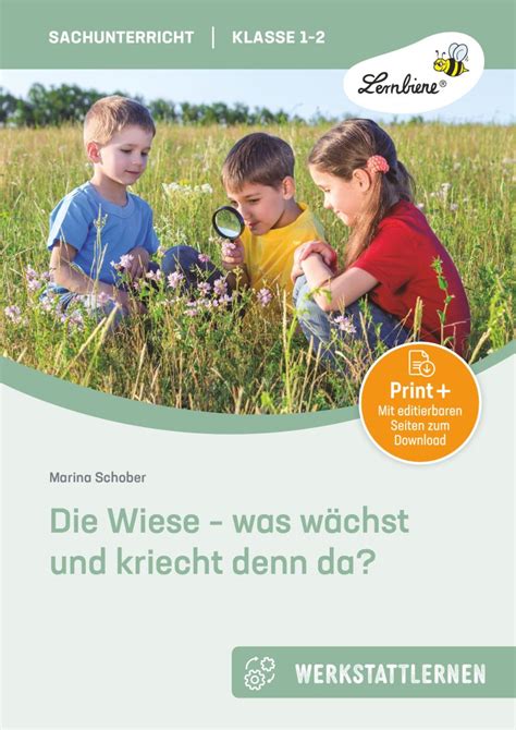 Wiese was wächst und kriecht denn da Grundschule