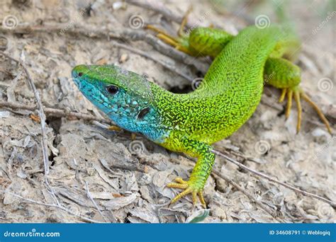 Male Of Green Lizard Lacerta Viridis Stock Image Image 34608791