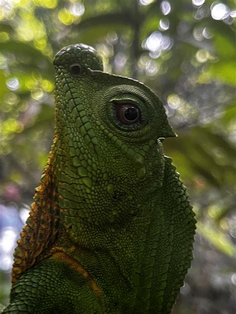 Sri Lankan rainforest reptiles : r/reptiles