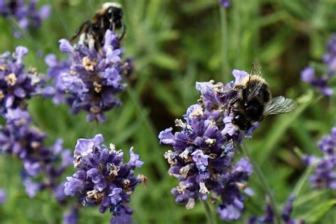 8 Stunning Lavender Varieties To Grow in Your Garden