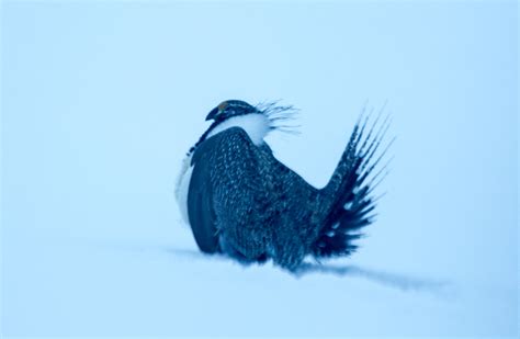 Greater Sage Grouse Laura Erickson Flickr