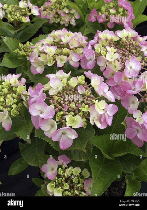 Garten Hortensie Spitze Kappe Hortensie Hydrangea Macrophylla