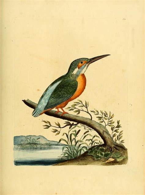 V 1 A Natural History Of Birds Biodiversity Heritage Library