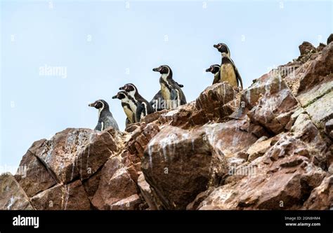 Humboldt Penguins On The Ballestas Islands In Peru Stock Photo Alamy