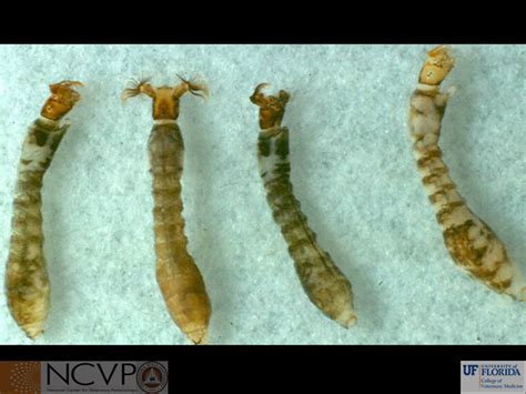 Stomoxys Calcitrans Larvae