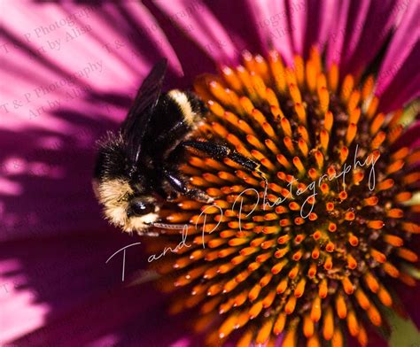 Bee Flower Photography Macro Photography Wedding Gift - Etsy