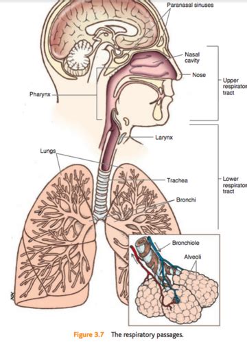 A P Exam 2 RESPIRATORY SYSTEM Flashcards Quizlet