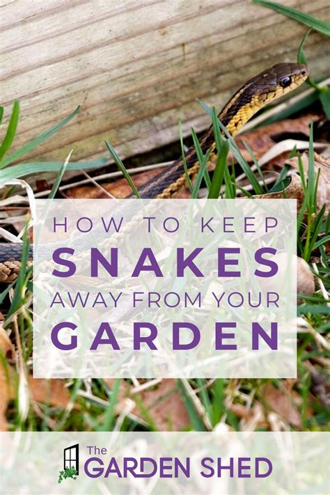 Plants That Keep Snakes Away Artofit