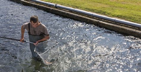 L Aquaculture Poisson Aquaculture