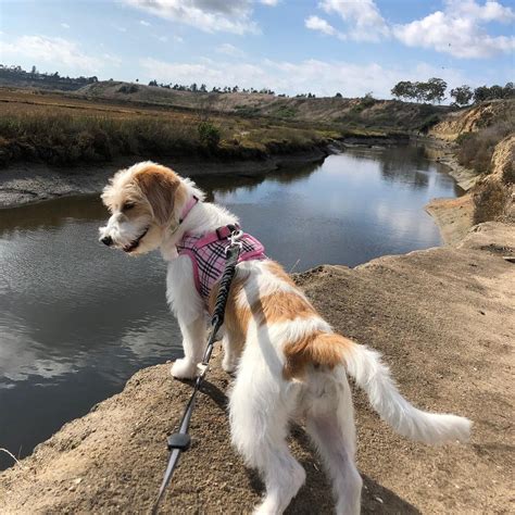 Poogle: Poodle & Beagle - The Dogman