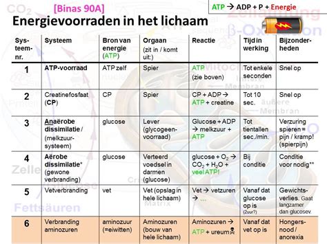 Dissimilatie Energie Spieren Menselijk Lichaam Onderwerpen